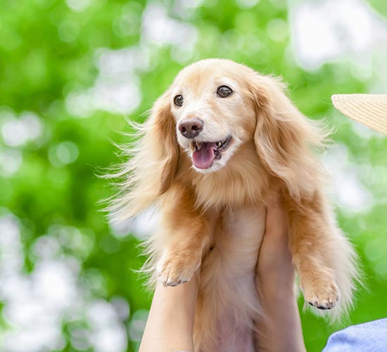 愛犬 イメージ画像